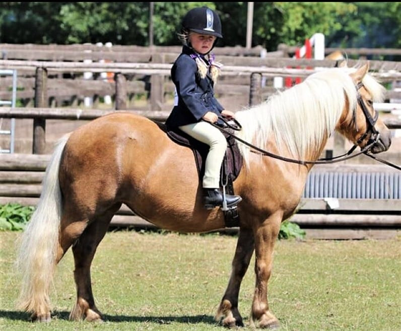 Winners Gallery | Pony Tack Saddle Pad Specialist selling In Hand and Ridden Show Tack and Pony Schooling Equipment gallery image 70