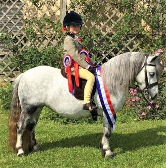 Winners Gallery | Pony Tack Saddle Pad Specialist selling In Hand and Ridden Show Tack and Pony Schooling Equipment gallery image 24